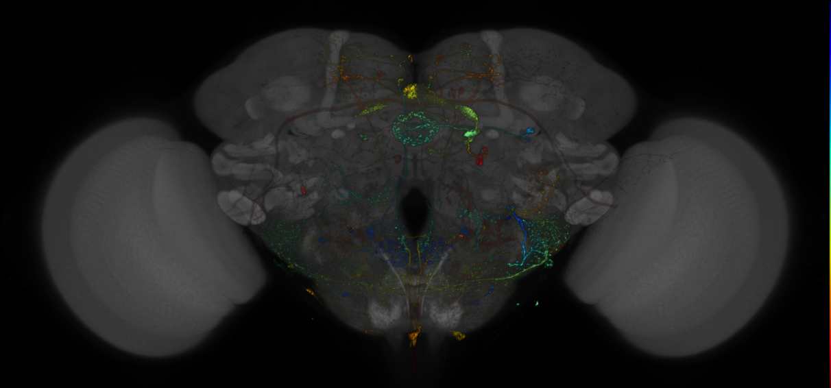 VDRC_VT025999-GAL4_MCFO_Brain_20170915_65_B4_40x