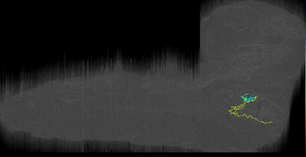 larval maxillary-labial nerve motor neuron