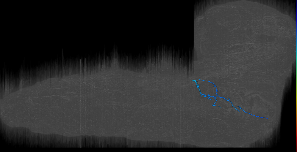 larval maxillary-labial nerve motor neuron