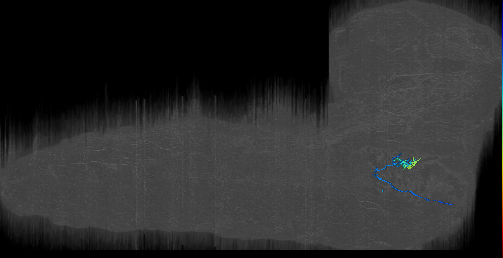 larval maxillary-labial nerve motor neuron