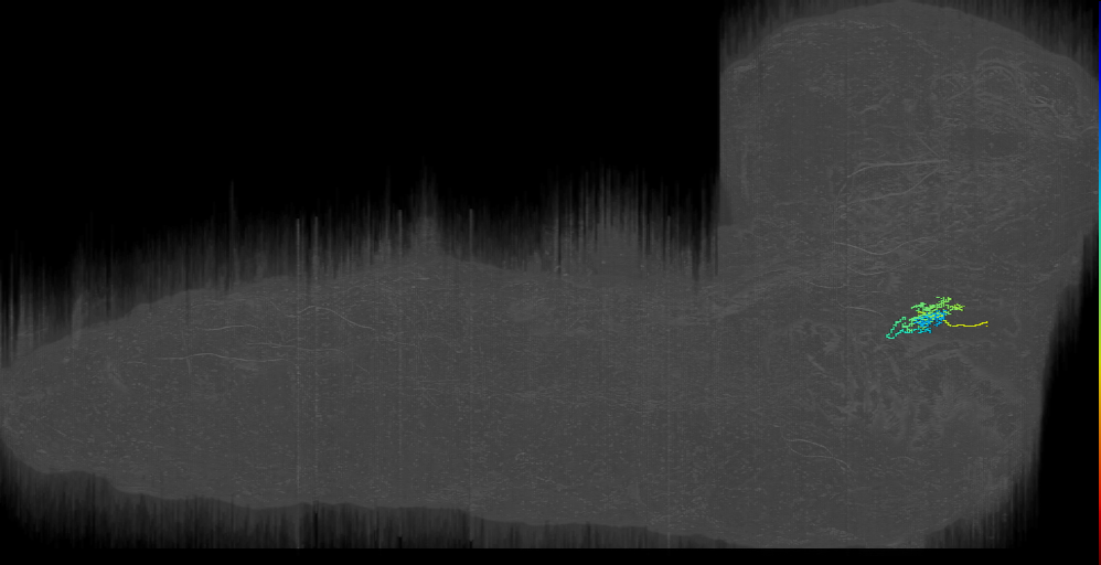 larval interneuron