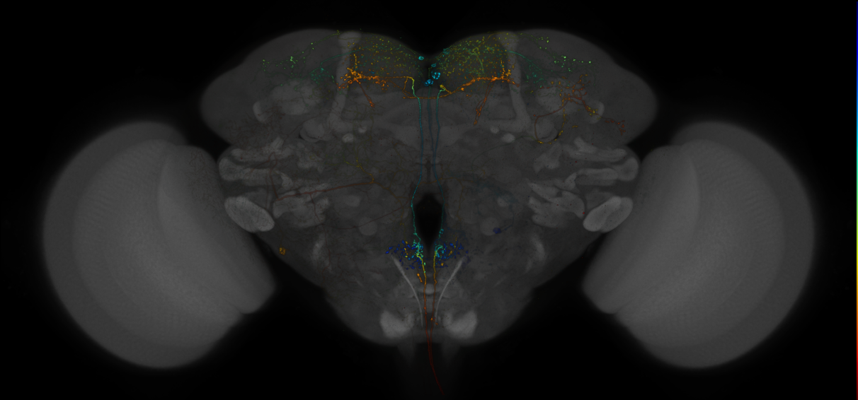 VDRC_VT026342-GAL4_MCFO_Brain_20171006_65_E4_40x