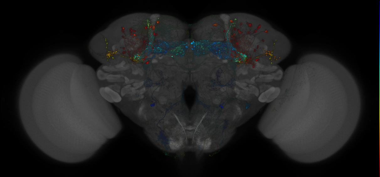 VDRC_VT026017-GAL4_MCFO_Brain_20171031_61_H5_40x