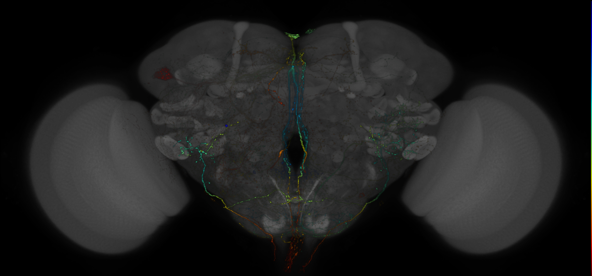 VDRC_VT026024-GAL4_MCFO_Brain_20171031_62_C2_40x