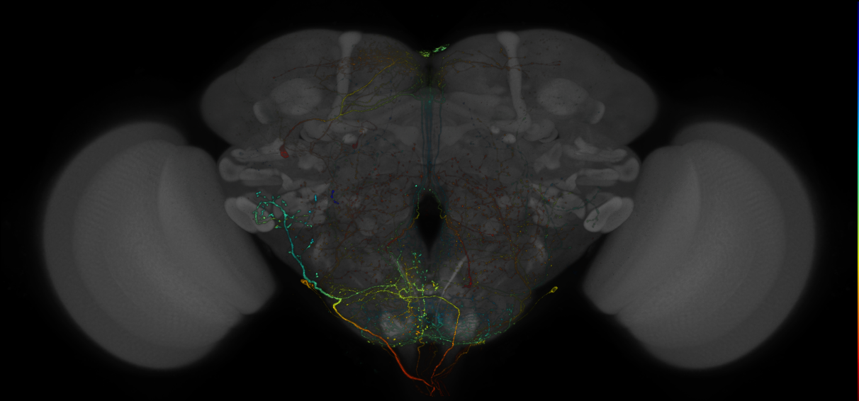 VDRC_VT026024-GAL4_MCFO_Brain_20171031_62_C4_40x