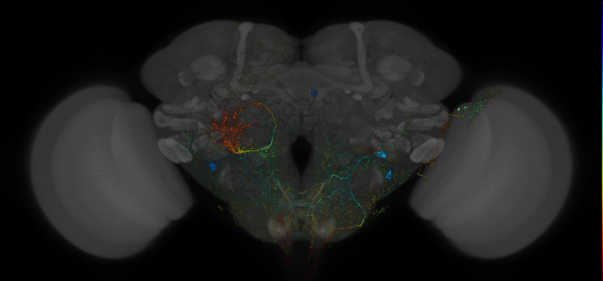 VDRC_VT026179-GAL4_MCFO_Brain_20171027_62_J1_40x