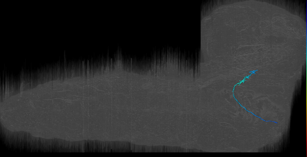 larval external sense organ gustatory receptor neuron