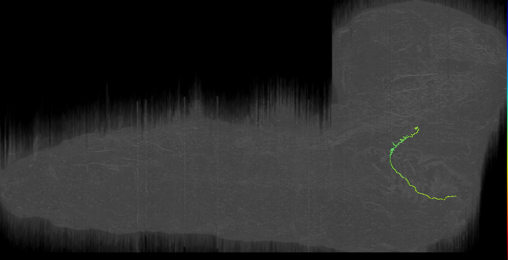 larval external sense organ gustatory receptor neuron