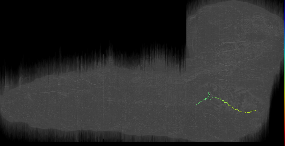 larval external sense organ gustatory receptor neuron