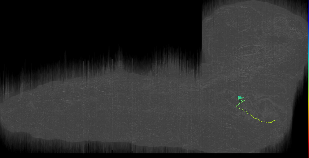 larval maxillary-labial nerve sensory neuron