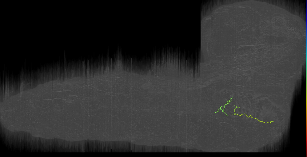 larval pharyngeal gustatory receptor neuron