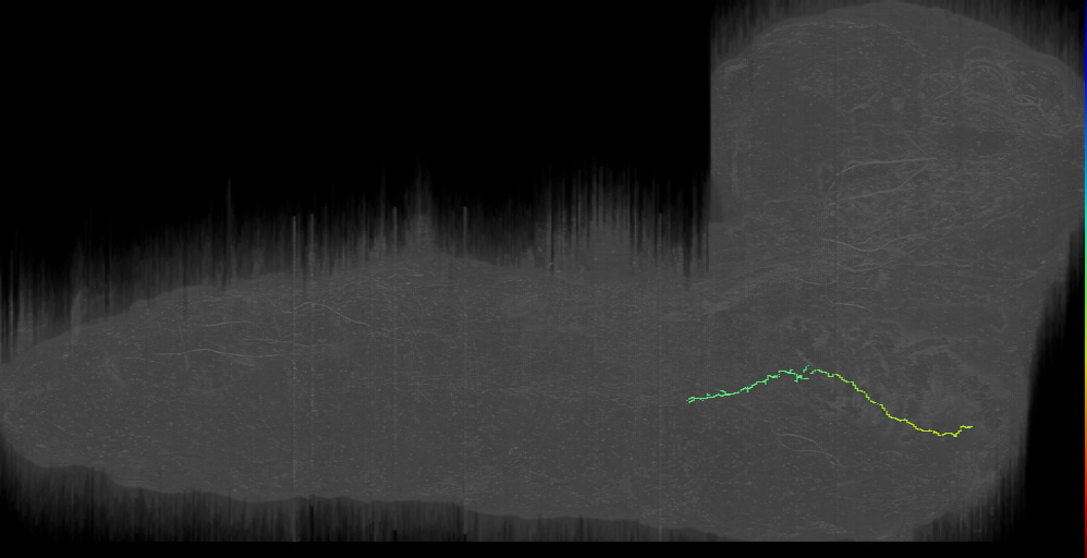 larval maxillary-labial nerve sensory neuron