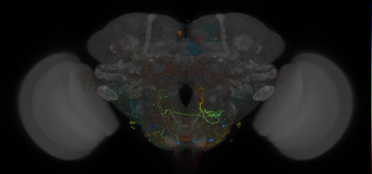 VDRC_VT026326-GAL4_MCFO_Brain_20171222_68_F2_40x