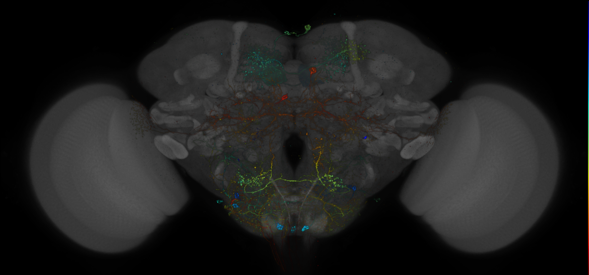 VDRC_VT026326-GAL4_MCFO_Brain_20171222_68_F3_40x