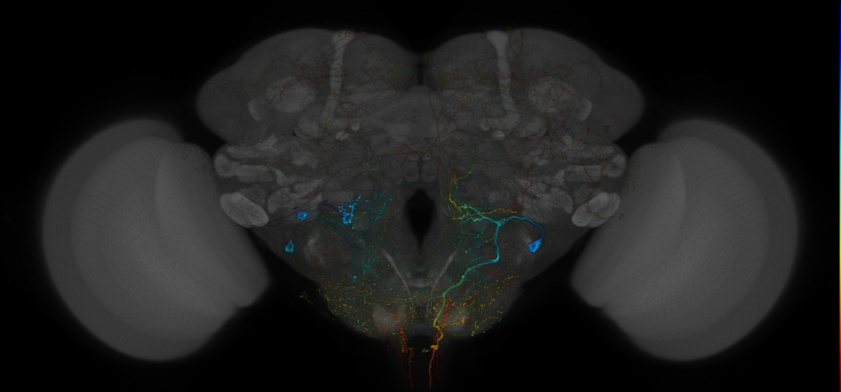 VDRC_VT026179-GAL4_MCFO_Brain_20171027_62_J6_40x