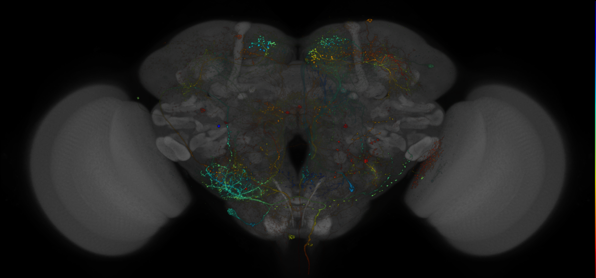 VDRC_VT026035-GAL4_MCFO_Brain_20180202_61_H2_40x