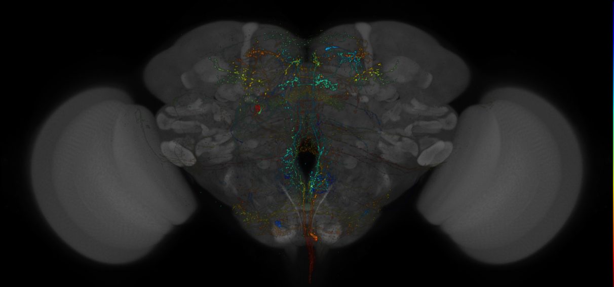 VDRC_VT026022-GAL4_MCFO_Brain_20180202_61_G6_40x