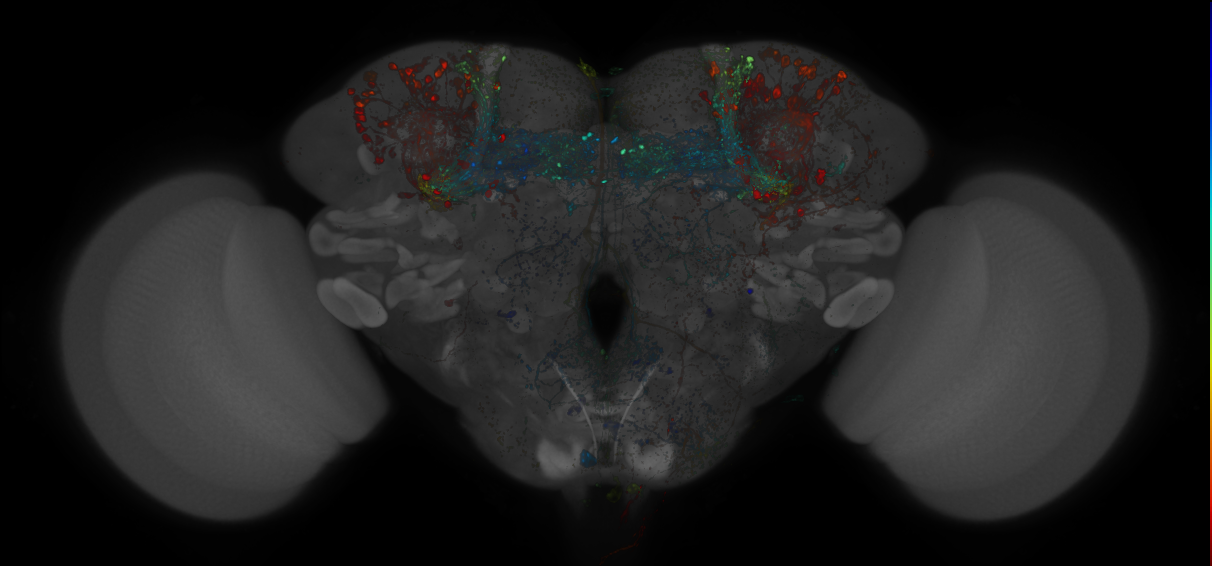 VDRC_VT026343-GAL4_MCFO_Brain_20180223_65_A3_40x