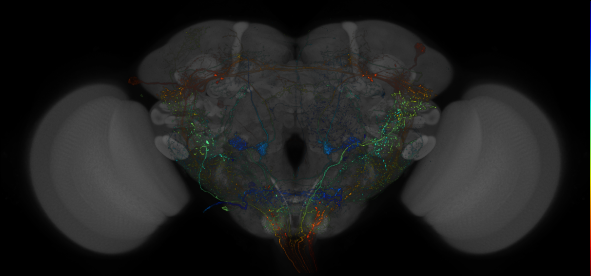 VDRC_VT026019-GAL4_MCFO_Brain_20180316_64_H5_40x