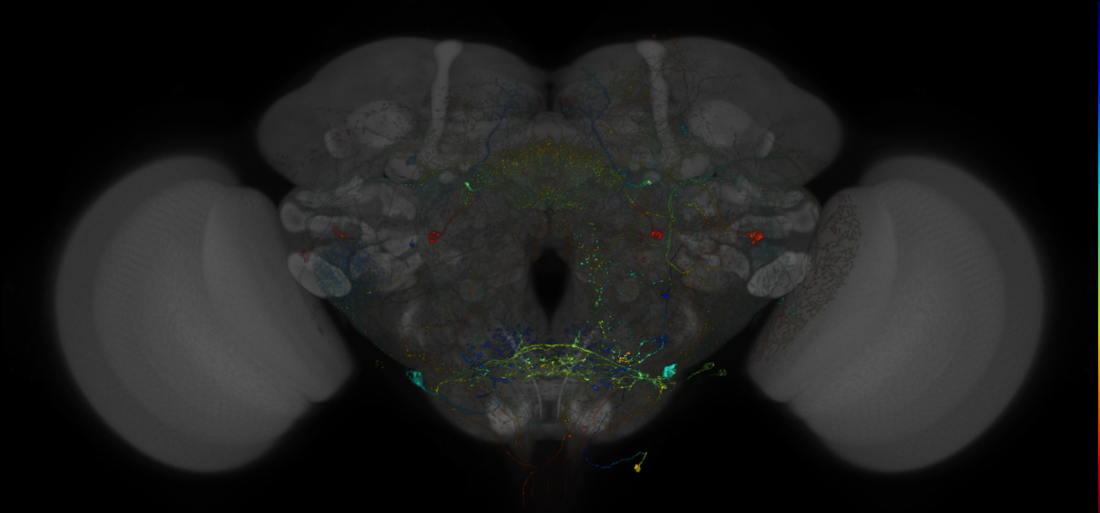 VDRC_VT026046-GAL4_MCFO_Brain_20180316_64_I4_40x