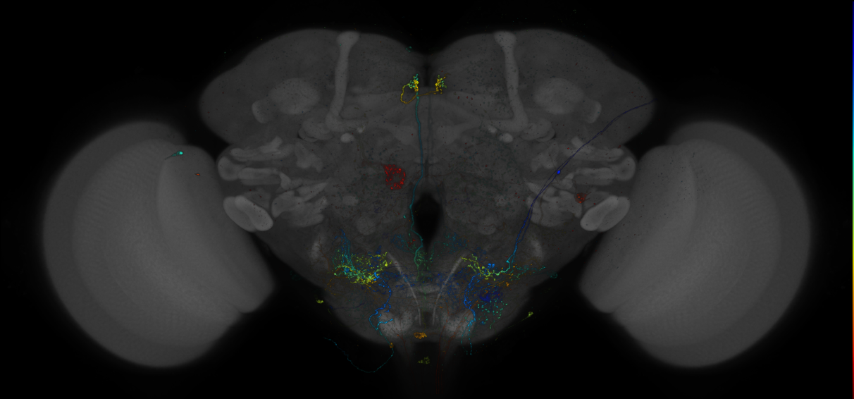 VDRC_VT026005-GAL4_MCFO_Brain_20180403_63_F5_40x