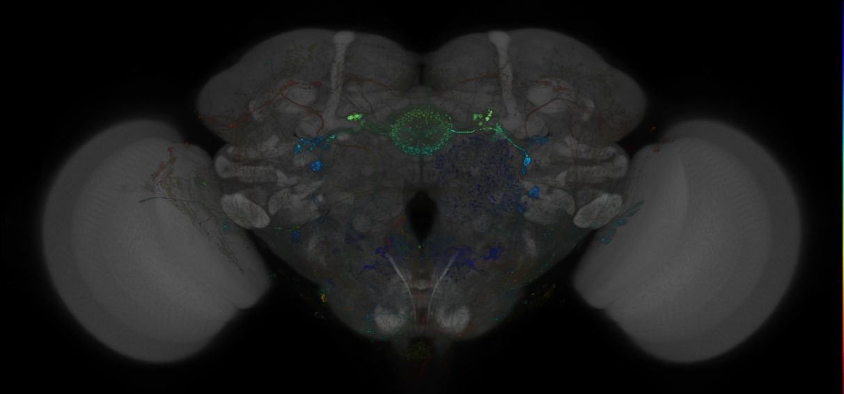 VDRC_VT026325-GAL4_MCFO_Brain_20180525_63_E3_40x