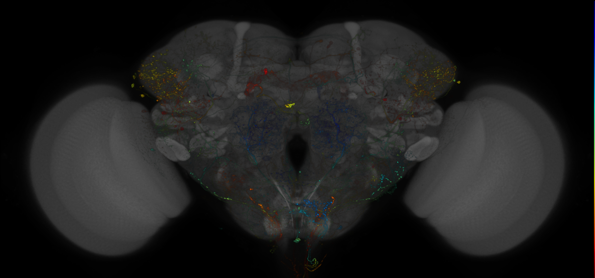 VDRC_VT026340-GAL4_MCFO_Brain_20180525_63_F4_40x