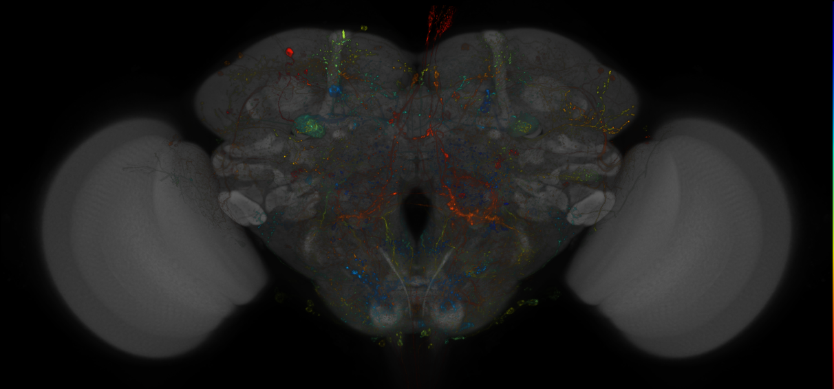 VDRC_VT026012-GAL4_MCFO_Brain_20180525_63_A6_40x