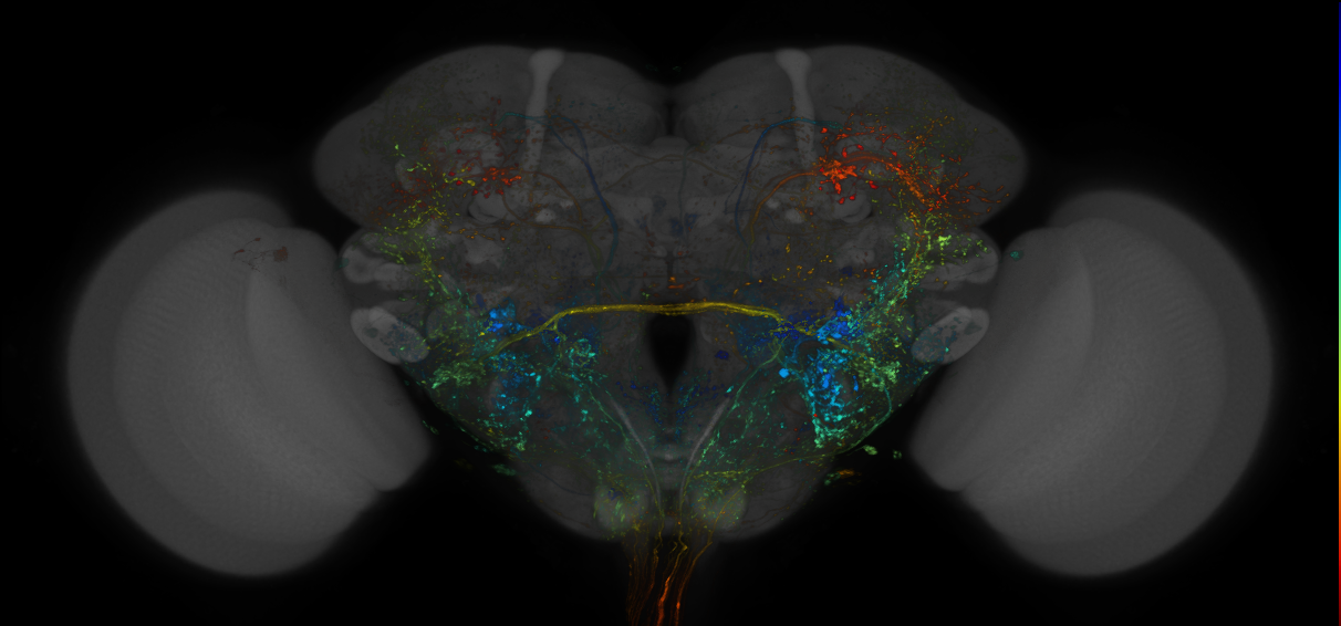 VDRC_VT026020-GAL4_MCFO_Brain_20180608_63_B4_40x