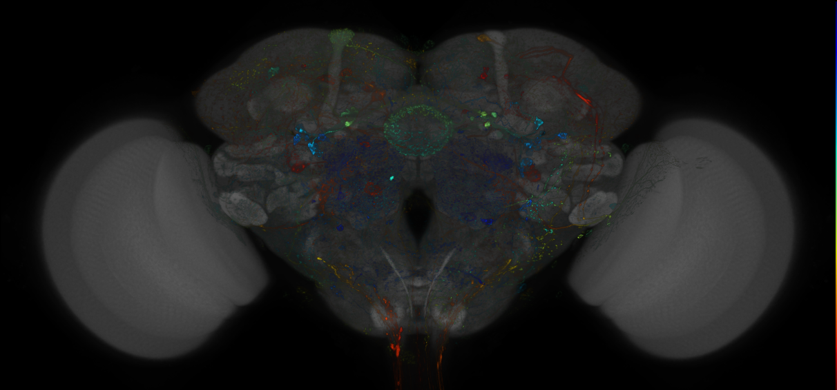 VDRC_VT026329-GAL4_MCFO_Brain_20180612_61_F2_40x