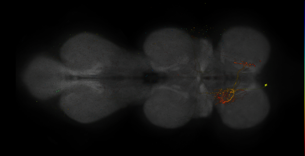 VDRC_VT026140-GAL4_MCFO_VNC_20170525_61_F6_40x