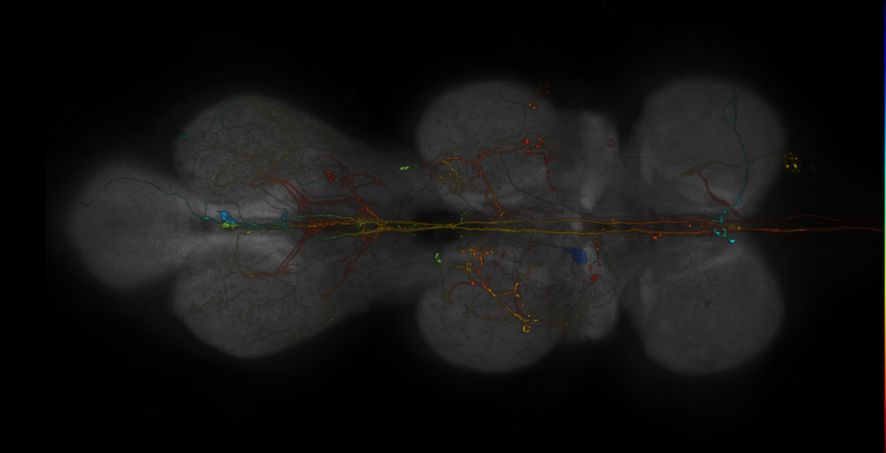 MCFO images of VT-GAL4 lines from Tirian et al., 2017