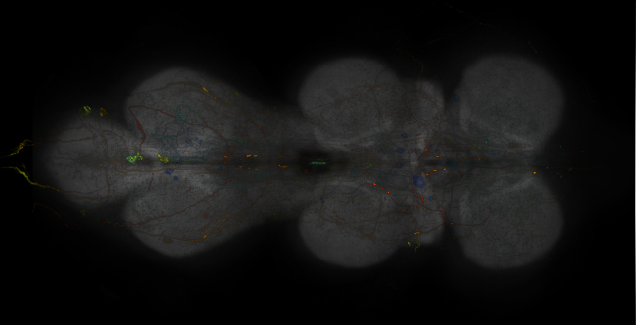 MCFO images of VT-GAL4 lines from Tirian et al., 2017