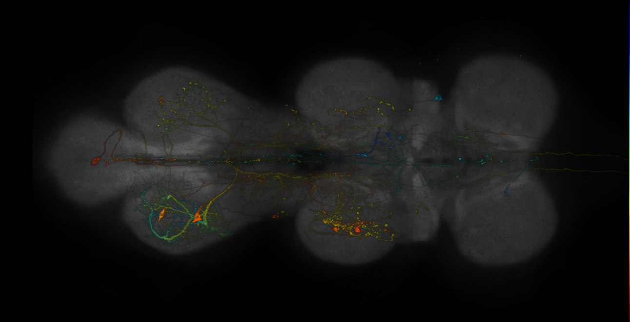 MCFO images of VT-GAL4 lines from Tirian et al., 2017