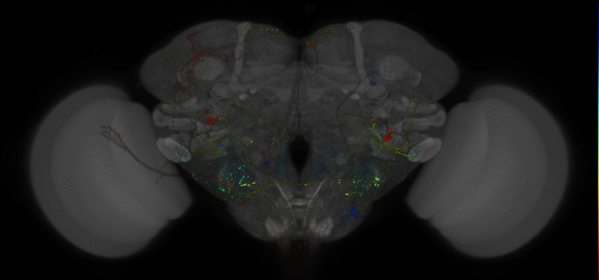 JRC_R27B03-GAL4_MCFO_Brain_20181221_62_C4_40x [VFB_00101ual] | Virtual ...