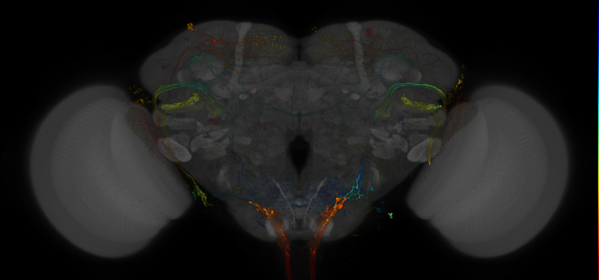 JRC_R71C02-GAL4_MCFO_Brain_20190521_61_B4_40x [VFB_00101xf8] | Virtual ...