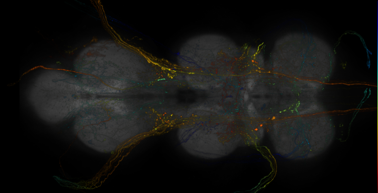 MCFO images of GMR-GAL4 lines from Jenett et al., 2012