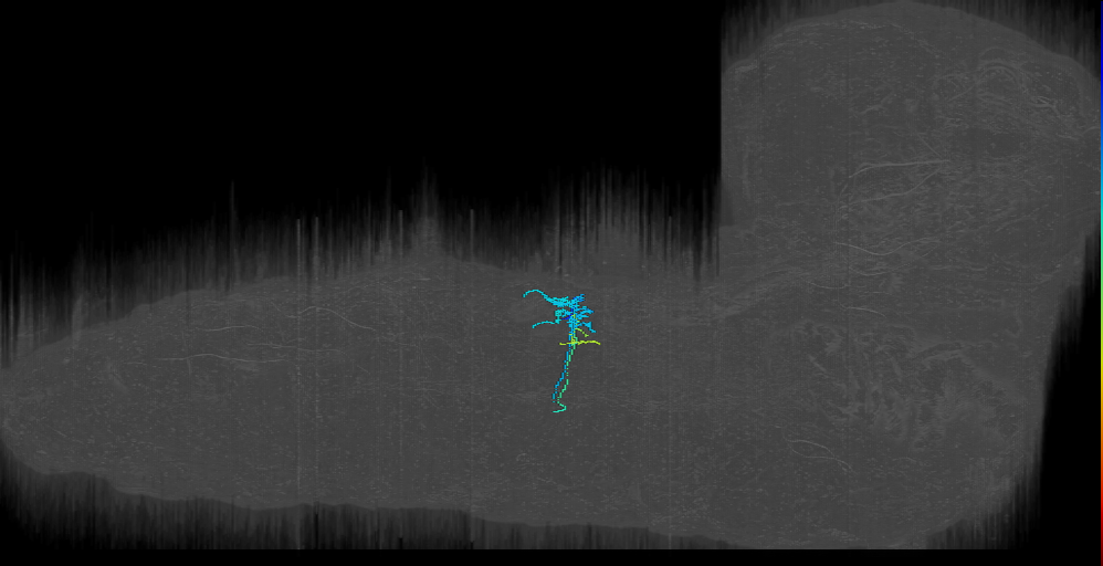 larval A1-7-innervating DO2 motor neuron