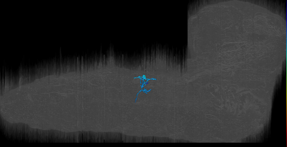 Eve+ neurons, sensorimotor circuit - EM (Heckscher2015)
