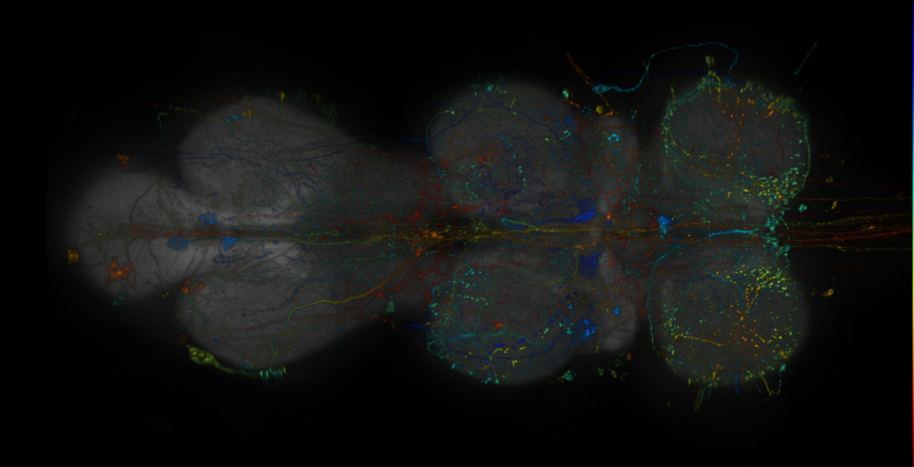 MCFO images of GMR-GAL4 lines from Jenett et al., 2012