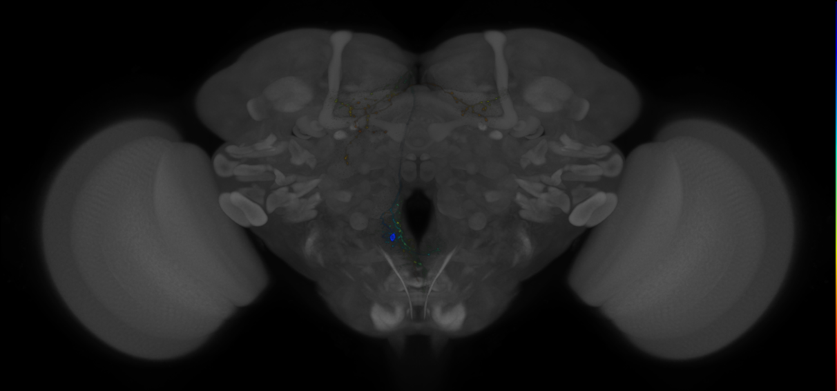 FLAa2_H01(CL)_0_2018U