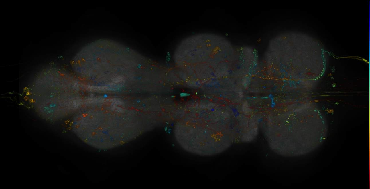 MCFO images of GMR-GAL4 lines from Jenett et al., 2012
