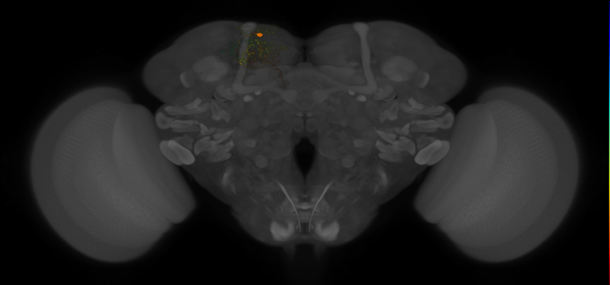 central brain neurons by lineage, Lee2020