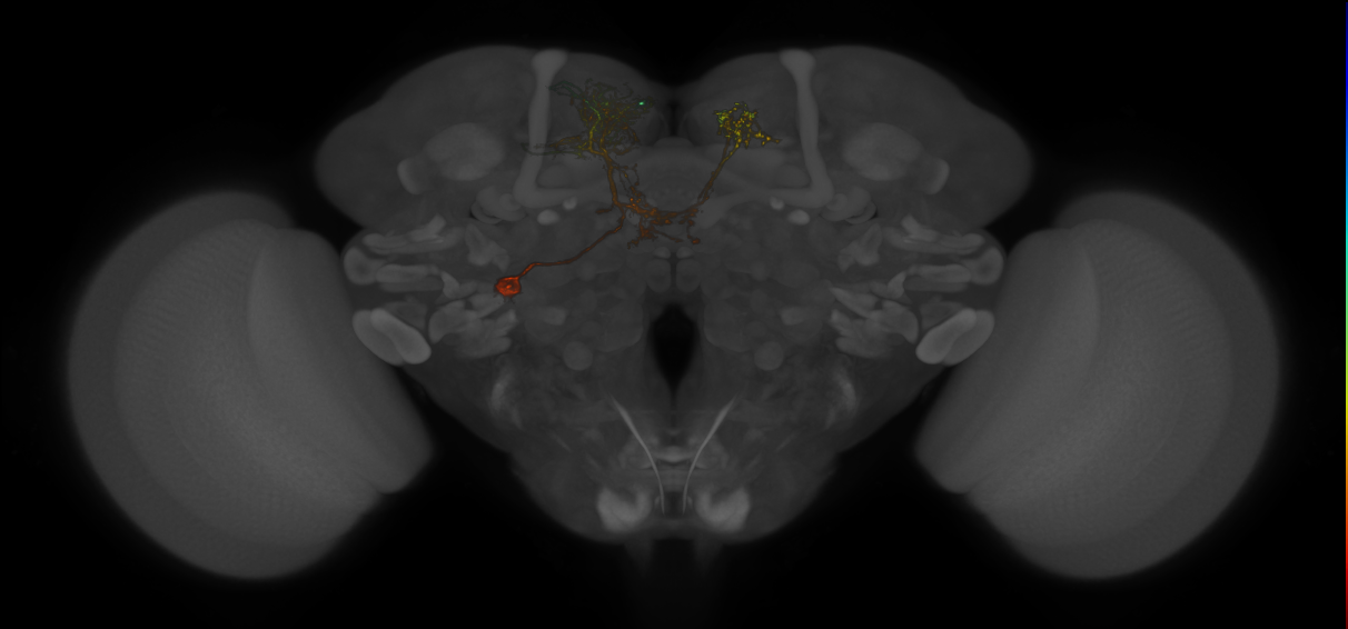 DPLc5 lineage neuron