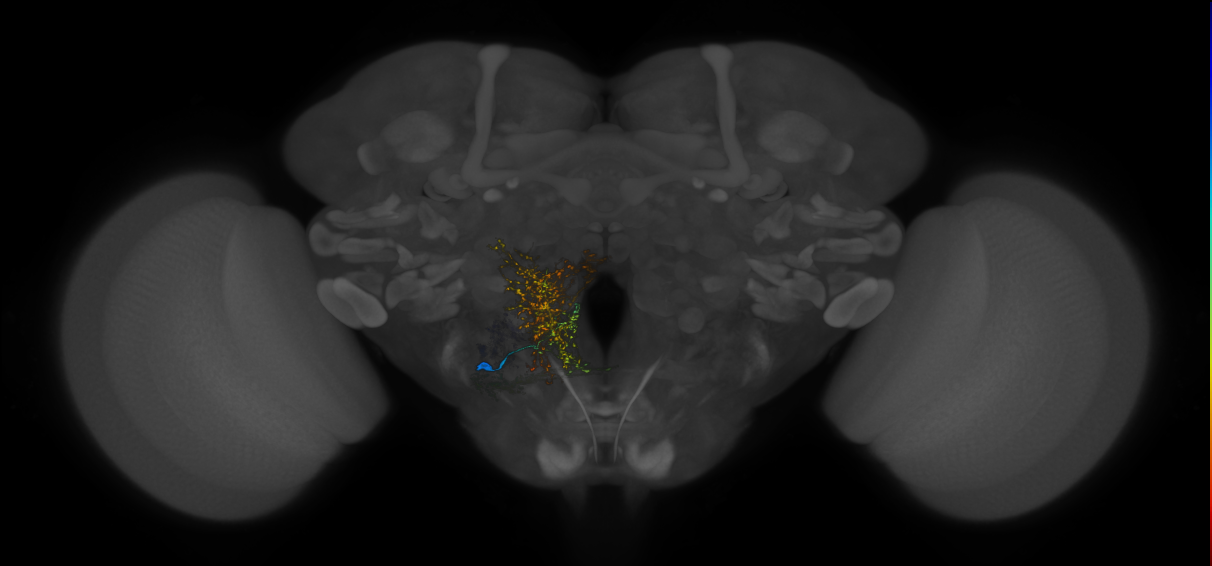 adult VESa1 lineage neuron