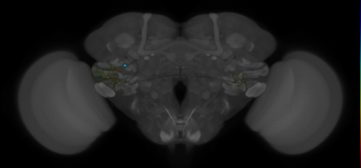VLPa2_H08(VLP)_0_2018U