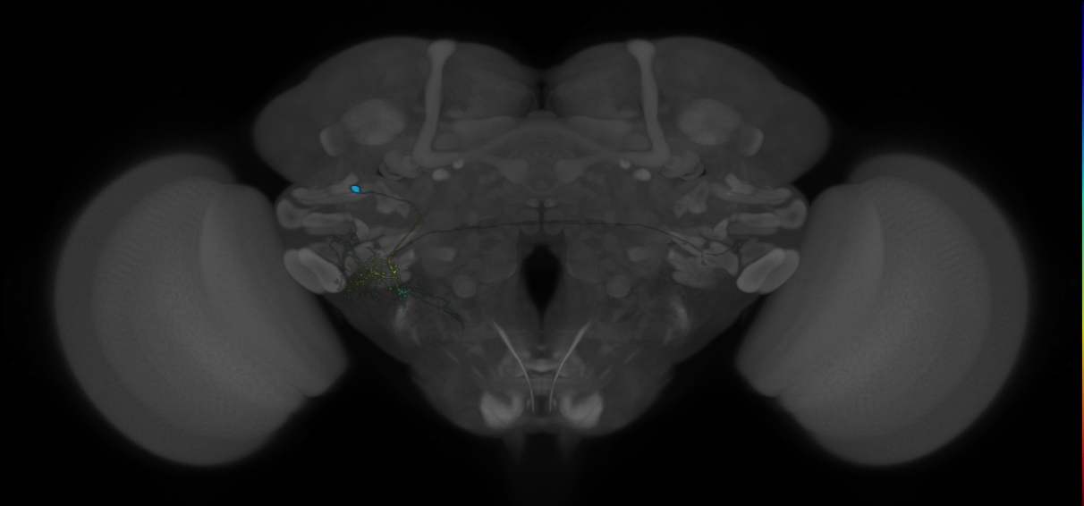 VLPa2_H11(VLP)_0_2018U