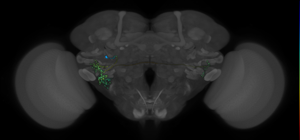 VLPa2_H13(VLP)_0_2018U