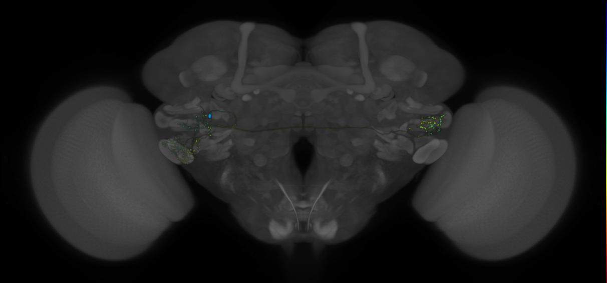 VLPa2_H18(VLP)_0_2018U