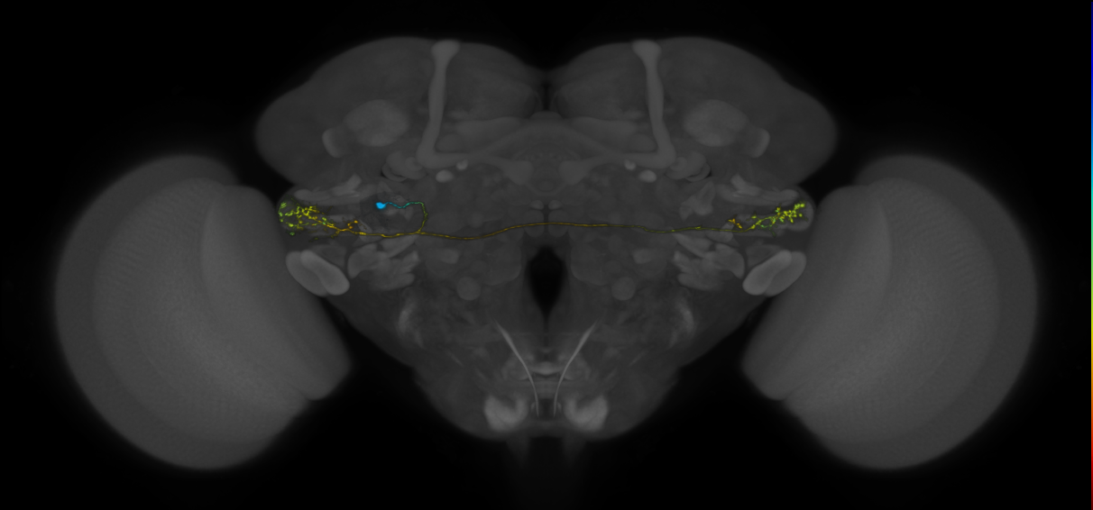 VLPa2_H21(VLP)_0_2018U